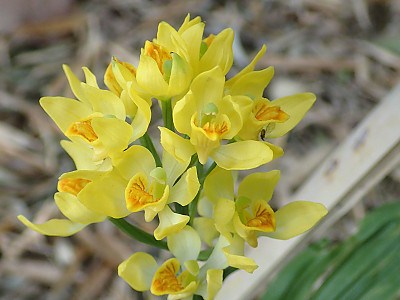 금난초 사진 - Cephalanthera falcata (Thunb. ex A.Murray) Blume Photos