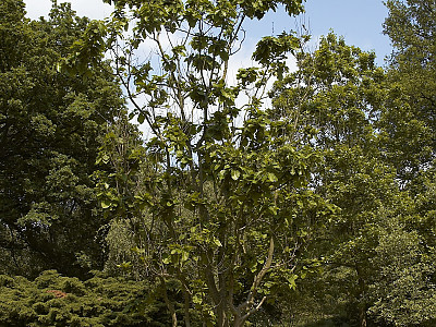 갈참나무 사진 - Quercus aliena Blume Photos