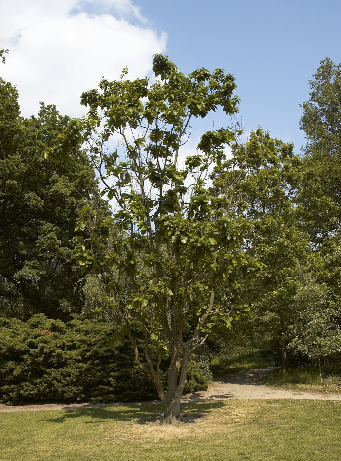 갈참나무 - Quercus aliena Blume