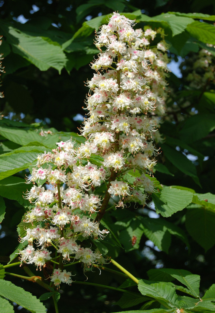 칠엽수 - -, Aesculus turbinata Blume