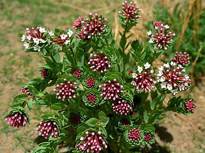 피뿌리풀 사진 - Stellera chamaejasme L. Photos