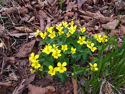 노랑제비꽃 사진 - Viola orientalis (Maxim.) W.Becker Photos