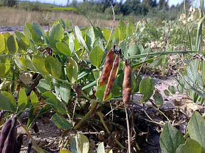 갯완두 사진 - Lathyrus japonicus Willd. Photos