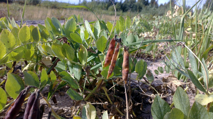갯완두 - Gartwando, Lathyrus japonicus Willd.
