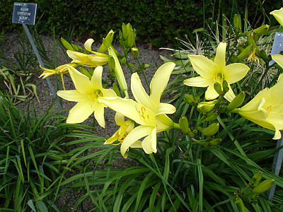 노랑원추리 사진 - Hemerocallis thunbergii Baker Photos