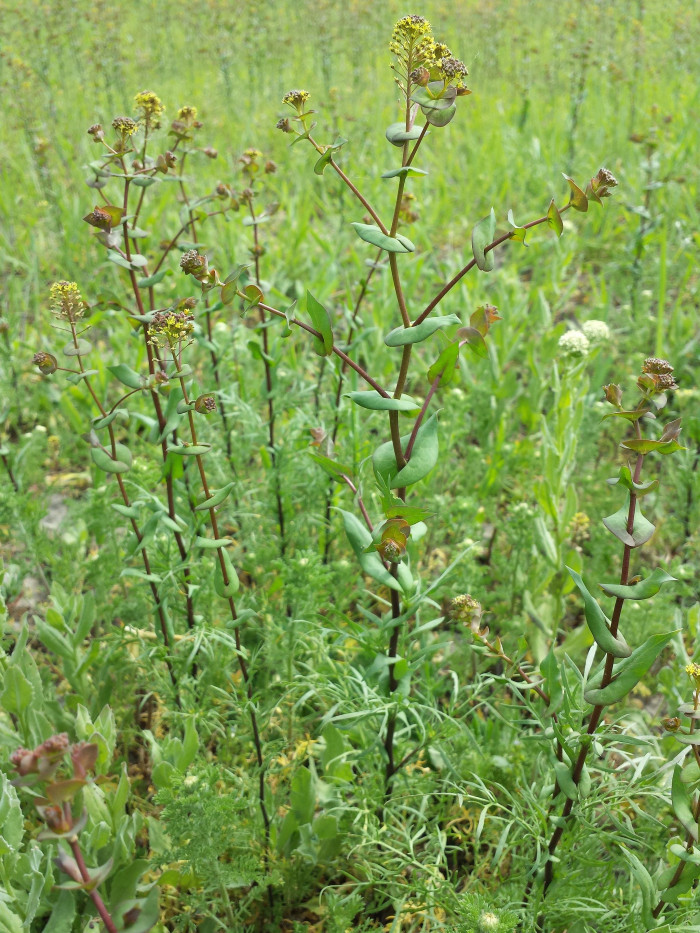 대부도냉이 - Lepidium perfoliatum L.
