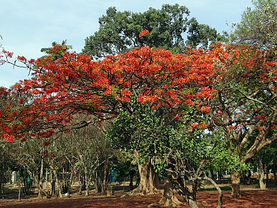 봉황목 사진 - Delonix regia Photos