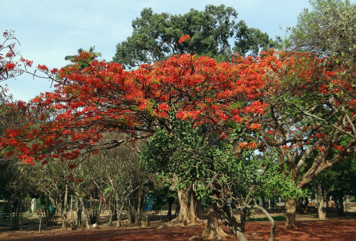 봉황목 - Flamboyant Tree, Flame Tree, Delonix regia