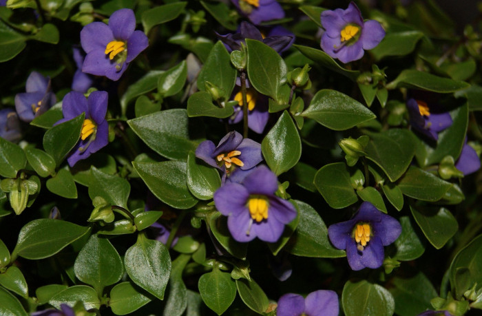 엘사벨로즈 - Persian violet, Exacum affine Balff