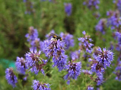 히솝 사진 - Hyssopus officinalis L. Photos