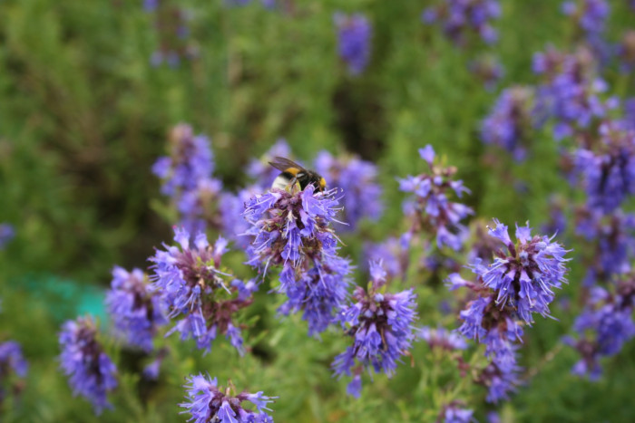 히솝 - Hyssop, Hyssopus officinalis L.