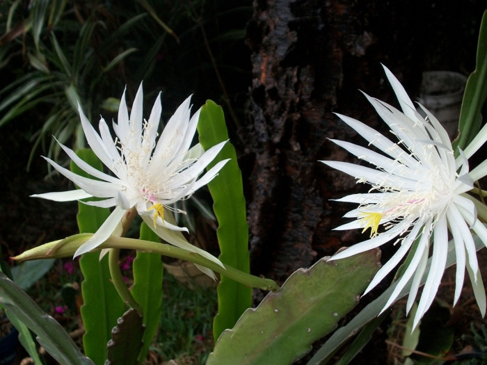 월하미인 - queen of night, Epiphyllum oxypetalum