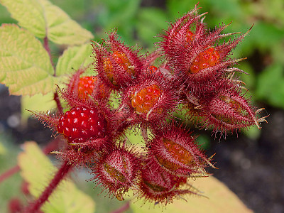 곰딸기 사진 - Rubus phoenicolasius Maxim. for. phoenicolasius Photos