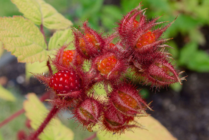 곰딸기 - Rubus phoenicolasius Maxim. for. phoenicolasius