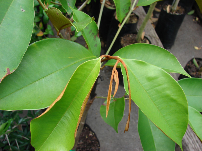 스타애플 - Star Apple, Chrysophyllum cainito