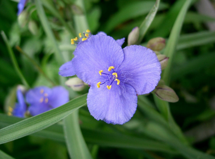 자주달개비 - Tradescantia ohiensis Raf.