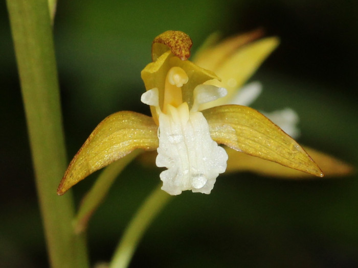 감자난초 - Oreorchis patens (Lindl.) Lindl.