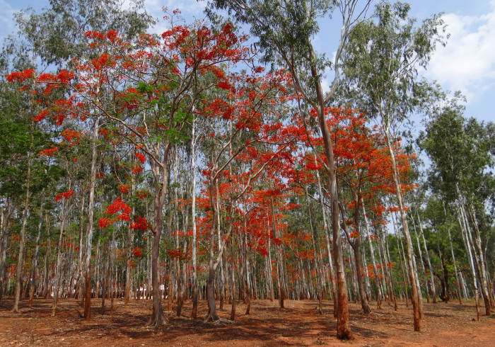 유칼립투스 - Eucalyptus, Eucalyptus globulus