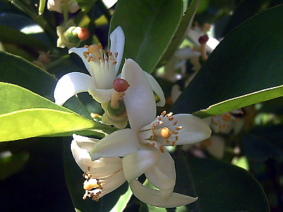 당귤나무 사진 - Citrus sinensis (L.) Osbeck Photos