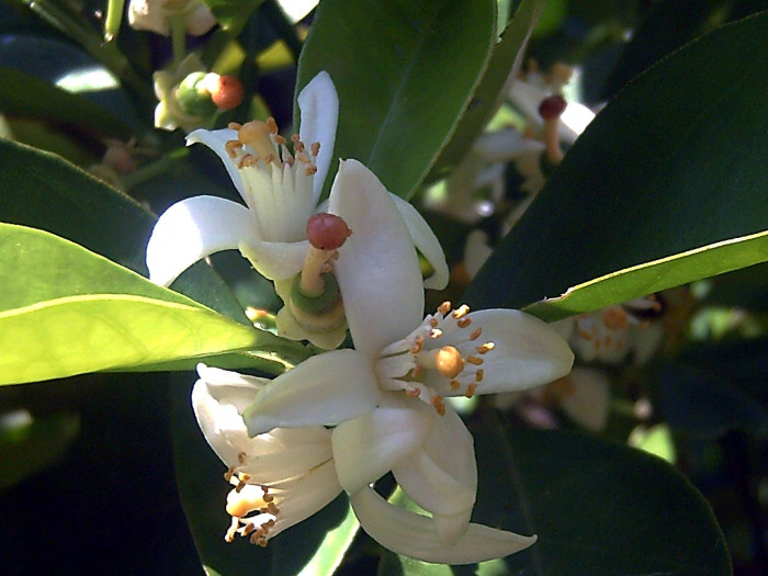 당귤나무 - Sweet orange, Citrus sinensis (L.) Osbeck