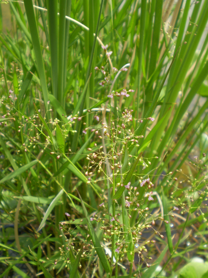 기장대풀 - Isachne globosa (Thunb.) Kuntze