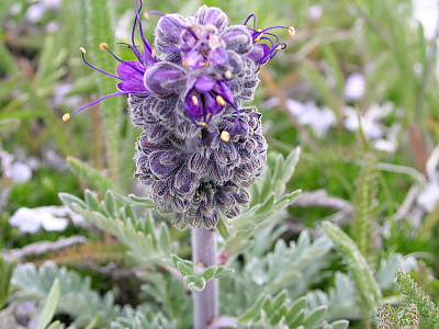 파셀리아 세리세아 사진 - Phacelia sericea Photos