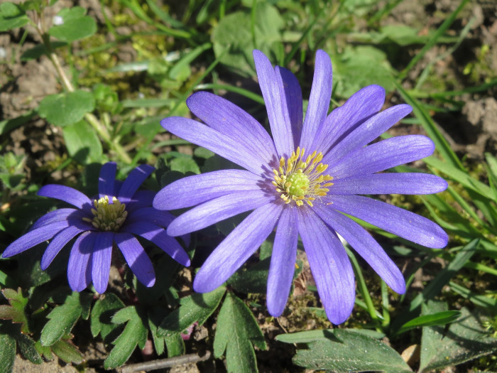 아네모네  - anemone, Anemone coronaria