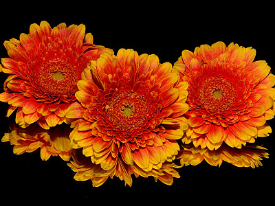 거베라 사진 - Gerbera jamesonii Bolus ex Adlam Photos