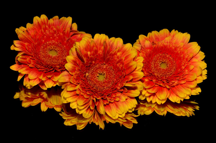 거베라 - Barberton daisy, Gerbera jamesonii Bolus ex Adlam