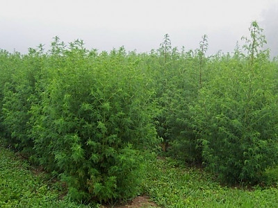 개똥쑥 사진 - Artemisia annua L. Photos