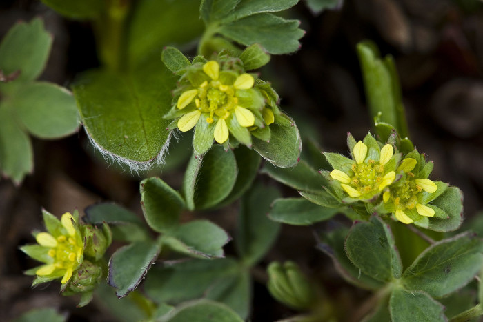 너도양지꽃 - Sibbaldia procumbens L.