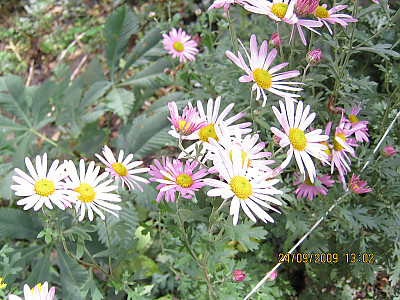 바위구절초 사진 - Chrysanthemum zawadskii ssp. acutilobum var.alpinum Photos