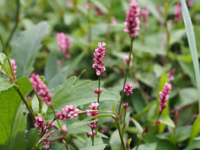 개여뀌 사진 - Persicaria longiseta (Bruijn) Kitag. Photos