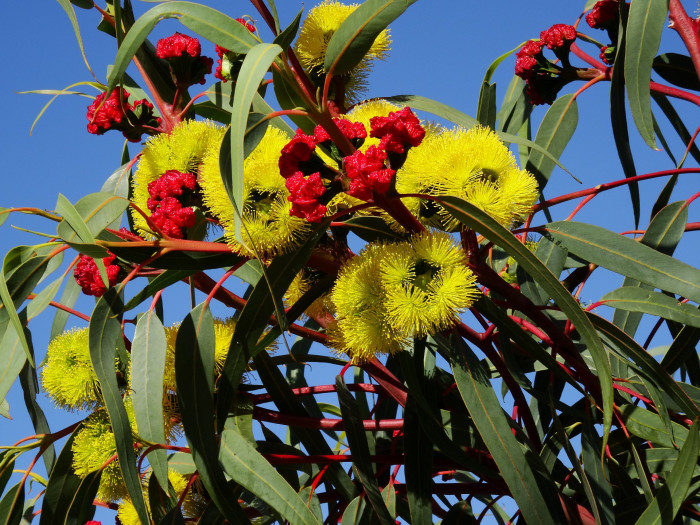 유칼립투스 - Eucalyptus, Eucalyptus globulus