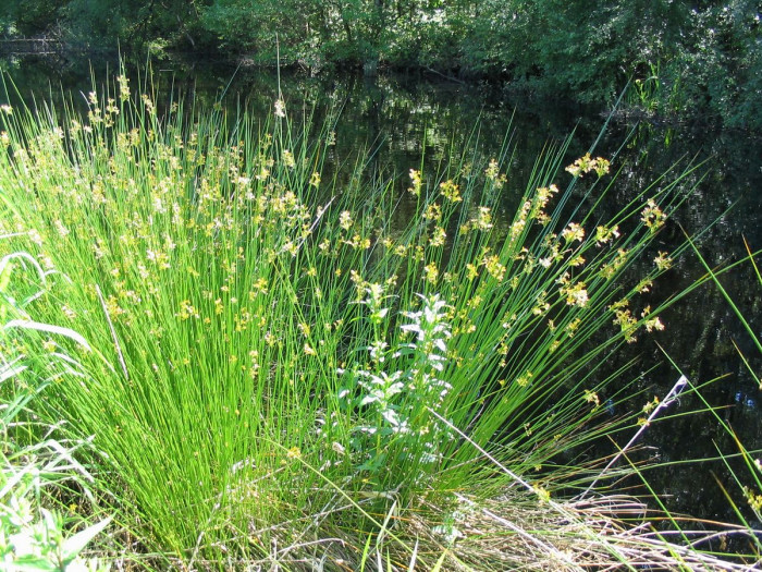 골풀 - Juncus effusus var. decipiens Buchenau