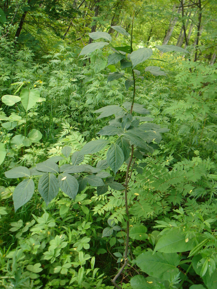 나래회나무 - Euonymus macropterus Rupr.