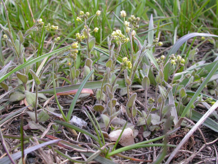 꽃다지 - whitlow grass, Draba nemorosa var. hebecarpa