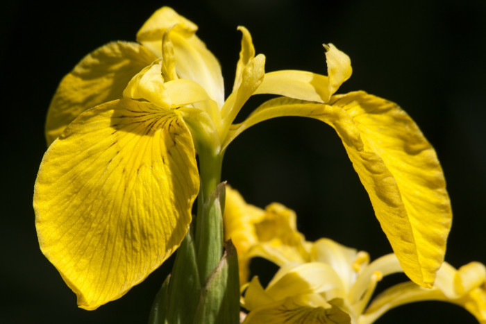 노랑꽃창포 - Yellow irid, Iris pseudacorus L.