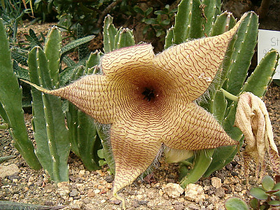 거성화 사진 - Stapelia gigantea n. e. br. Photos