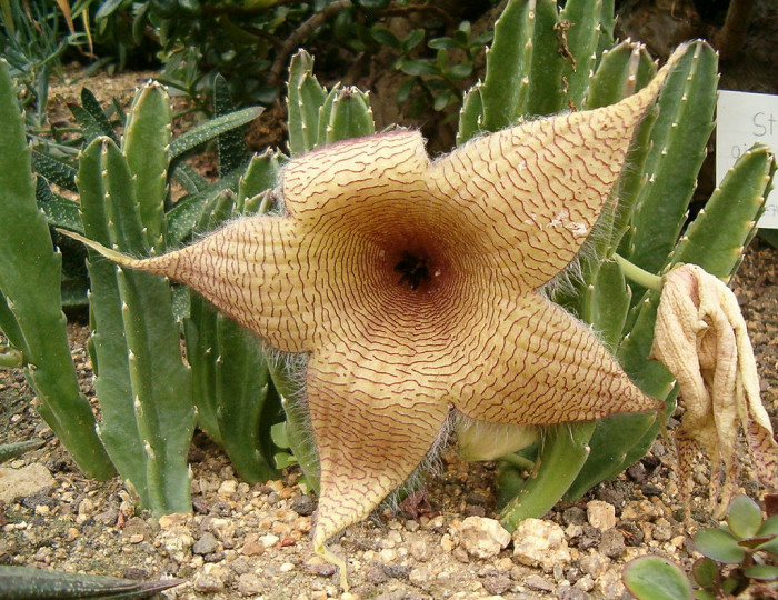거성화 - grandiflora, Stapelia gigantea n. e. br.