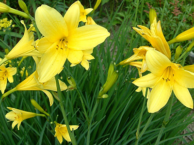 노랑원추리 사진 - Hemerocallis thunbergii Baker Photos