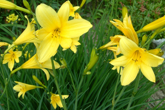 노랑원추리 - Hemerocallis thunbergii Baker