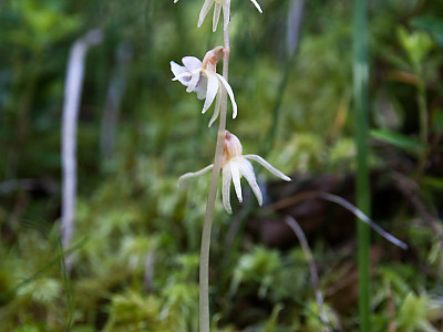 흰호설란 사진 - Epipogium aphyllum Sw. for. albiflorum Y. N. Lee Photos