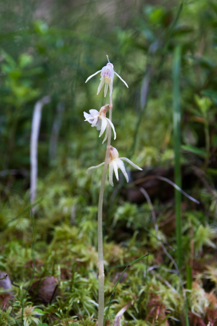 흰호설란 - Epipogium aphyllum Sw. for. albiflorum Y. N. Lee