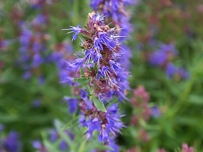 히솝 사진 - Hyssopus officinalis L. Photos