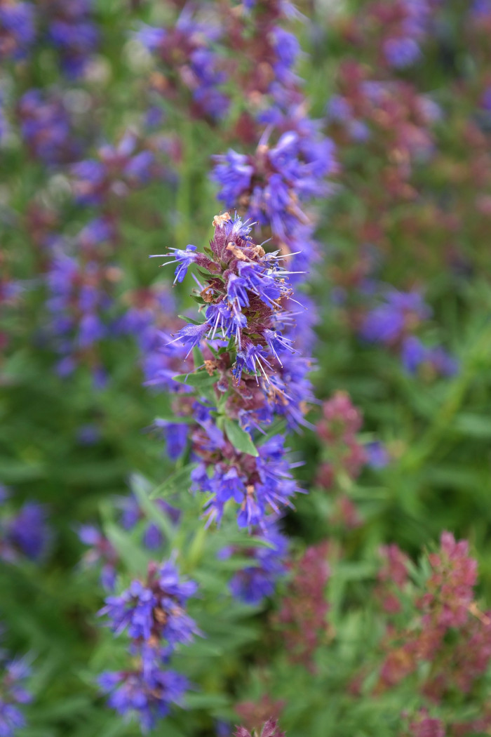히솝 - Hyssop, Hyssopus officinalis L.