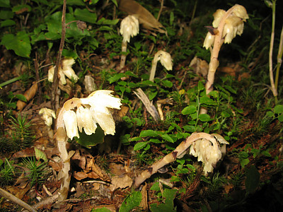 구상난풀 사진 - Monotropa hypopithys L. Photos