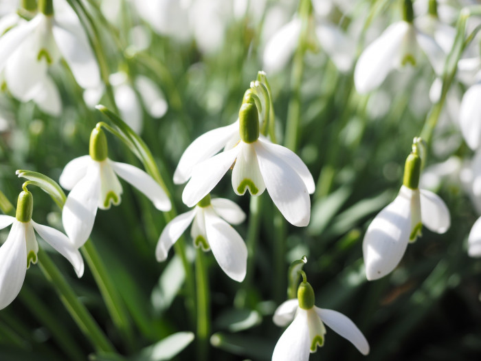 스노우드롭 - Snowdrop, Gay flower, Galanthus nivalis