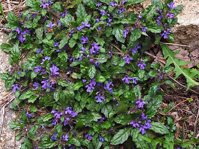 금창초 사진 - Ajuga decumbens Thunb. Photos