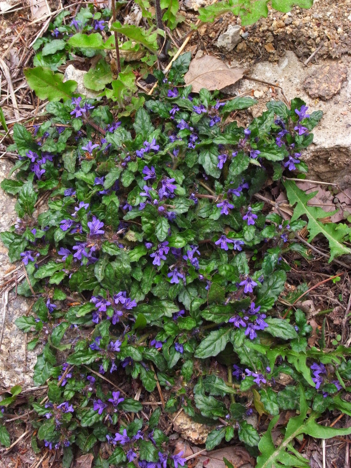 금창초 - Ajuga decumbens Thunb.